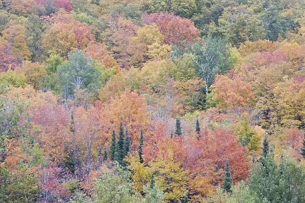 Autumn Colour - Maple Woodlands Upper Penninsular Michigan, USA LA004672