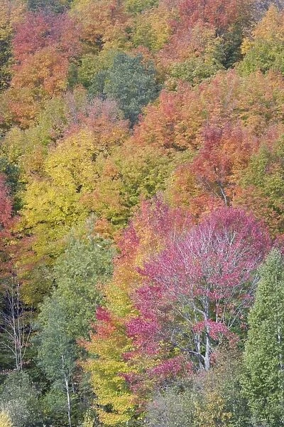 Autumn Colour - Maple Woodlands Upper Penninsular Michigan, USA LA004666