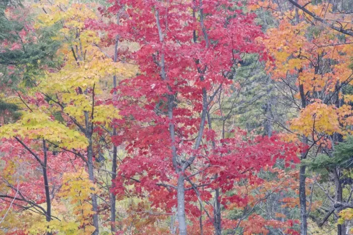 Framed Print : Autumn Colour - Maple Woodlands Upper Penninsular Michigan, USA LA004616 Framed Print : Autumn Colour - Maple Woodlands Upper Penninsular Michigan, USA LA004616