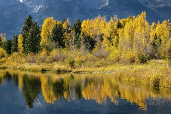 Framed Print : Autumn cottonwood trees reflecting on beaver pond, Schwabacher Landing, Grand Teton National Park, Wyoming Date: 29-09-2021 Framed Print : Autumn cottonwood trees reflecting on beaver pond, Schwabacher Landing, Grand Teton National Park, Wyoming Date: 29-09-2021
