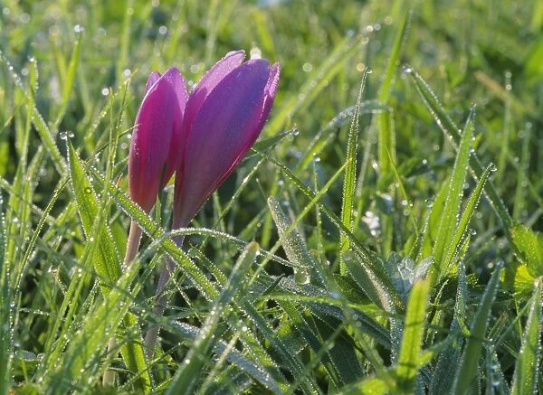 Autumn crocus growing on meadow covered with morning dew Baden-Wuerttemberg, Germany