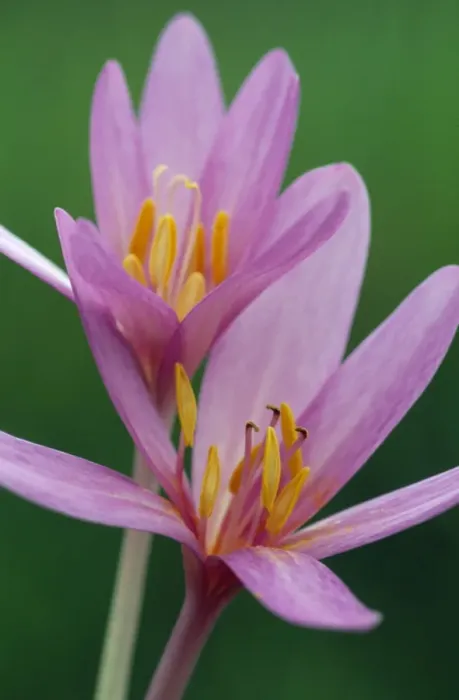 Framed Print : Autumn Crocus / Meadow Saffron - has medicinal properties & used in the treatment of Leukaemia & gout Framed Print : Autumn Crocus / Meadow Saffron - has medicinal properties & used in the treatment of Leukaemia & gout