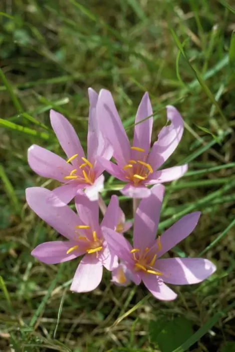 Framed Print : Autumn Crocus / Meadow Saffron - has medicinal properties & used in the treatment of Leukaemia & gout Framed Print : Autumn Crocus / Meadow Saffron - has medicinal properties & used in the treatment of Leukaemia & gout