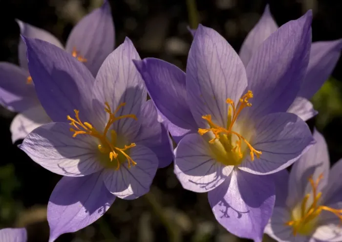 Framed Print : An autumn-flowering crocus from Greece and southern yugoslavia Framed Print : An autumn-flowering crocus from Greece and southern yugoslavia