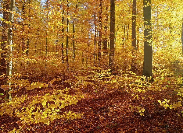 Autumn forest colourful foliage in beech forest Baden-Wuerttemberg, Germany