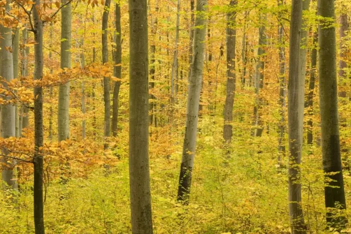 Framed Print : autumn forest - a forest in brightly coloured autumn foliage ranging from green to yellow and orange - Baden-Wuerttemberg, Germany Framed Print : autumn forest - a forest in brightly coloured autumn foliage ranging from green to yellow and orange - Baden-Wuerttemberg, Germany