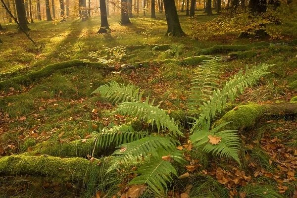 autumn forest - the low morning sun casts sunrays into a brightly autumn coloured beech forest. Still lingering morning fog creates a romantic atmosphere. Bright green fern and moss-covered fallen logs enhance the scene - Baden-Wuerttemberg, Germany