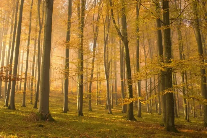 Framed Print : autumn forest - the low morning sun casts sunrays into a brightly autumn coloured beech forest. Still lingering morning fog creates a romantic atmosphere - Baden-Wuerttemberg, Germany Framed Print : autumn forest - the low morning sun casts sunrays into a brightly autumn coloured beech forest. Still lingering morning fog creates a romantic atmosphere - Baden-Wuerttemberg, Germany