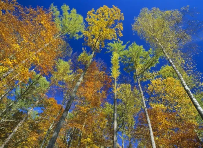 Framed Print : autumn forest mixed deciduous forest with oaks, beeches, larches and birches in colourful autumn foliage. View from ground towards treetops Baden-Wuerttemberg, Germany