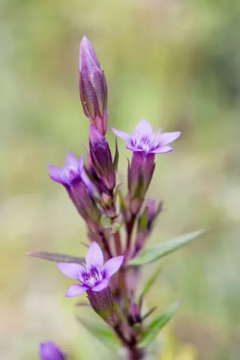 Framed Print : Autumn Gentian - summer - Gower, Wales, UK Framed Print : Autumn Gentian - summer - Gower, Wales, UK