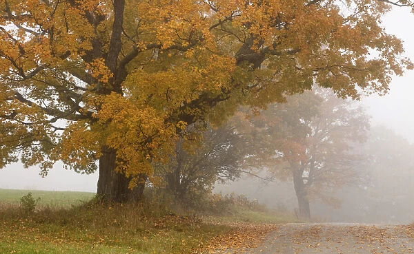 Autumn landscape, Vermont, USA