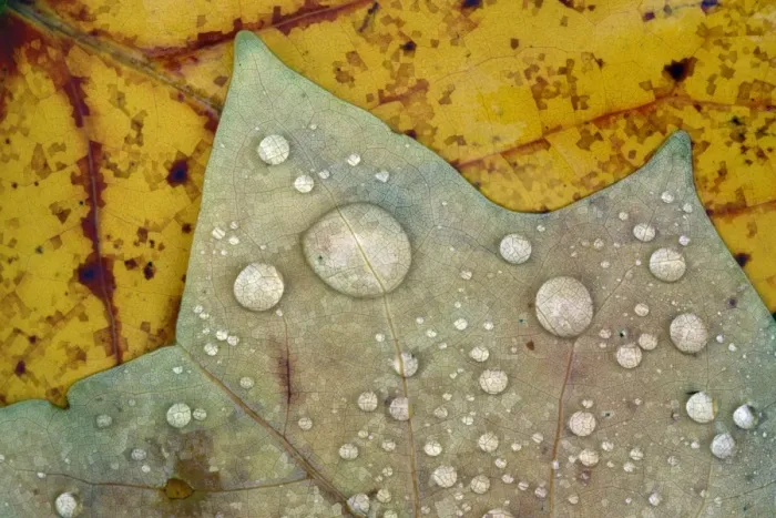 Framed Print : Autumn Leaves - with dewdrops Lower Saxony, Germany Framed Print : Autumn Leaves - with dewdrops Lower Saxony, Germany