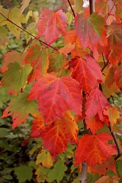Autumn leaves - Gros Morne National Park - Newfoundland - Canada