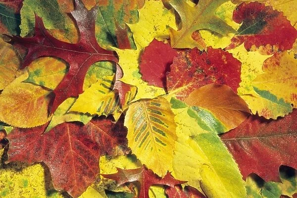 Autumn Leaves - Hornbeam, Beech (Fagus sylvatica), Aspen (Populus tremula), Scarlet Oak (Quercus coccinea), Norway Maple (Acer platanoides), Cherry (Prunus avium), Lower Saxony, Germany