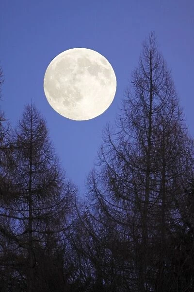 Autumn Full Moon - raising above forest skyline, Lower Saxony, Germany