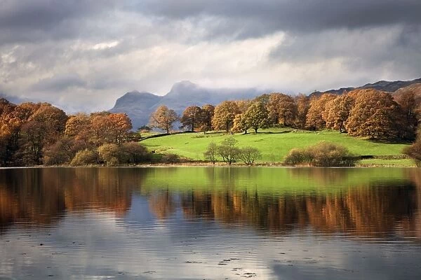 Autumn reflections in Loughrigg Tarn with the Langdale Pikes in the background - November - Loughrigg - Lake District - England