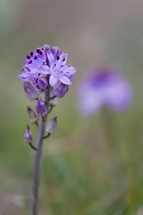 Framed Print : Autumn Squill - Cornwall - UK Framed Print : Autumn Squill - Cornwall - UK