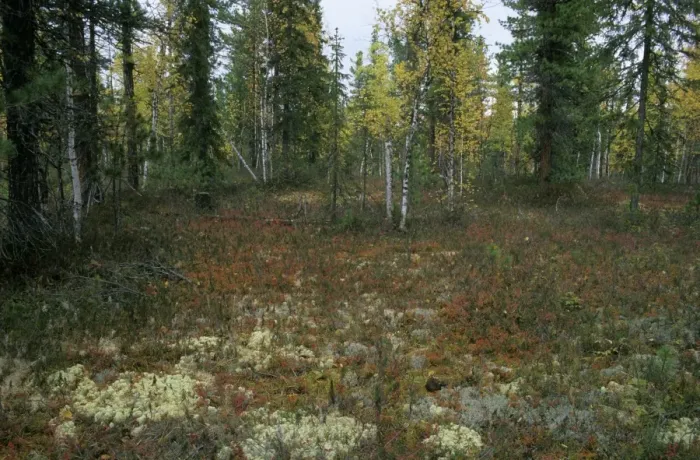 Framed Print : Autumn taiga-forest floor (lichens, various berries, mushrooms), typical near river Taz; autumn; North Tumen region, Siberia, Russia Tz30. 0563 Framed Print : Autumn taiga-forest floor (lichens, various berries, mushrooms), typical near river Taz; autumn; North Tumen region, Siberia, Russia Tz30. 0563