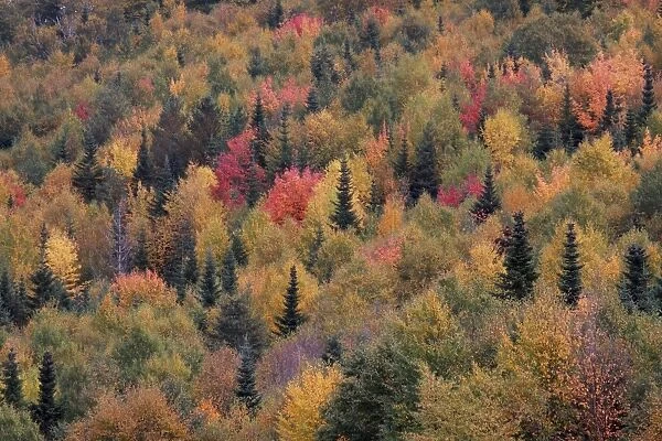 Autumn Trees - Gros Morne National Park - Newfoundland - Canada
