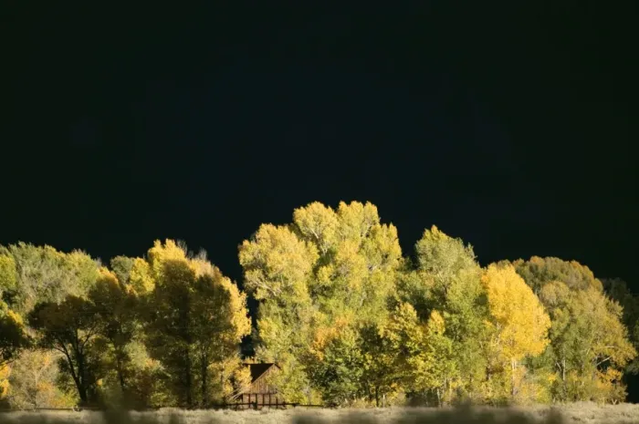 Framed Print : Autumn trees with stormy sky - Grand Teton NP - USA