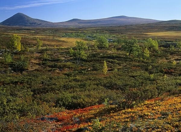 Autumn tundra mountain scenery with colourful turned tundra vegetation and mountain birches Venabygdfjell, near Rondane National Park, Norway