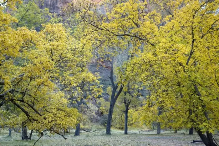 Framed Print : Autumn in Zion National Park, Utah: cottonwoods and box elders in autumn colour Framed Print : Autumn in Zion National Park, Utah: cottonwoods and box elders in autumn colour