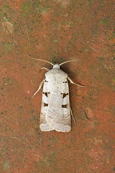 Autumnal Rustic Moth - Essex, UK IN000580