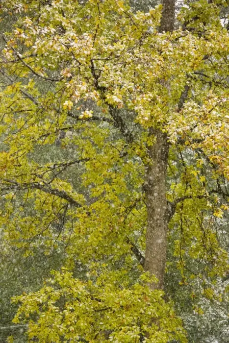 Framed Print : Autumnal Sessile Oak - in a snow storm, Carpathians, Zarnesti, Romania Framed Print : Autumnal Sessile Oak - in a snow storm, Carpathians, Zarnesti, Romania