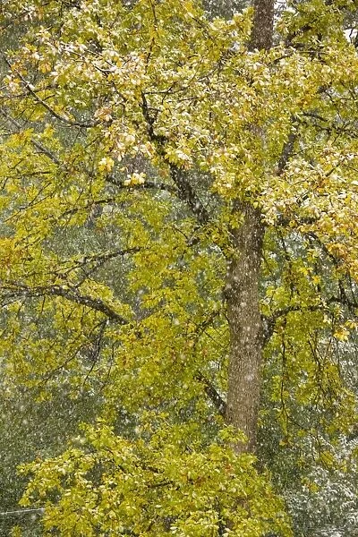 Autumnal Sessile Oak - in a snow storm, Carpathians, Zarnesti, Romania