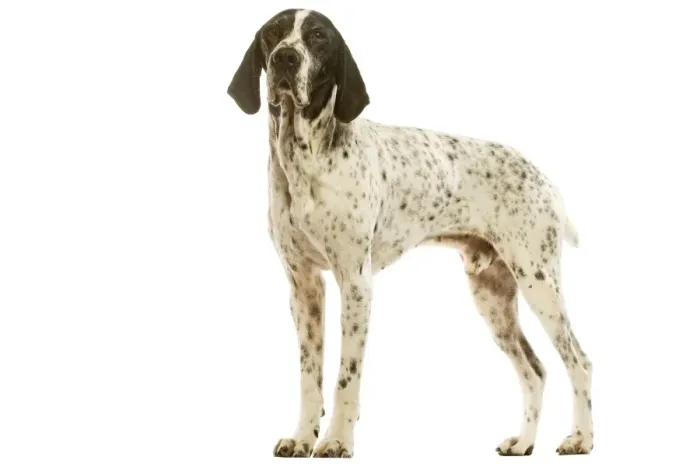 Framed Print : Auvergne Pointer - in studio. Also known as Braque d'Auvergne Framed Print : Auvergne Pointer - in studio. Also known as Braque d'Auvergne