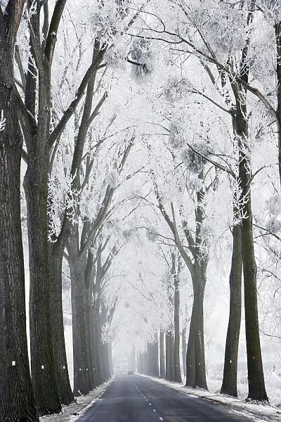 Avenue of Polar Trees alon groad - with mistletoe covered in heavy frost
