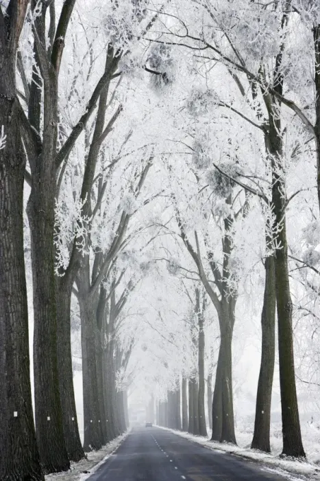 Framed Print : Avenue of Polar Trees alon groad - with mistletoe covered in heavy frost Framed Print : Avenue of Polar Trees alon groad - with mistletoe covered in heavy frost