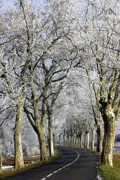 Avenue of Sycamore alongside road covered in frost. Alsace - France