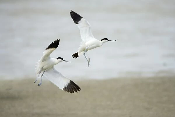 Avocet - 2 birds fighting over territory, Texel, Holland