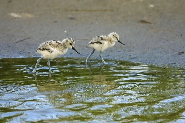 Avocet - 2 chicks searching for food, Texel, Holland