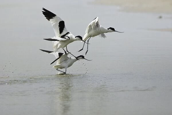 Avocet - 3 birds fighting over territory, Texel, Holland