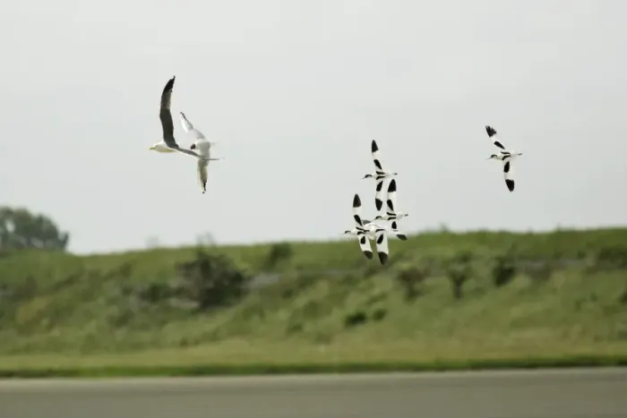 Framed Print : Avocet - 5 birds chasing gulls away from nests, Texel, Holland Framed Print : Avocet - 5 birds chasing gulls away from nests, Texel, Holland