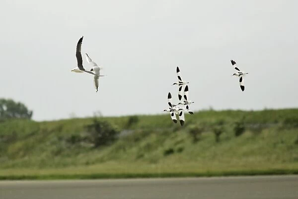 Avocet - 5 birds chasing gulls away from nests, Texel, Holland