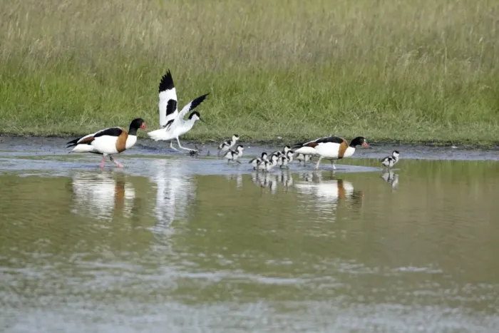 Framed Print : Avocet - attacking Shelduck family (Tadorna tadorna), Island of Texel, Holland