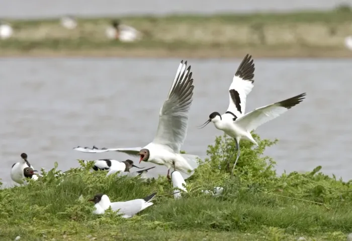 Framed Print : Avocet and Black- headed Gull [Larus ridibundus] Quarrel over nest site - May - North Norfolk, U. K