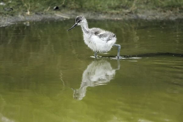 Avocet - chick feeding in creek, Island of Texel, Holland
