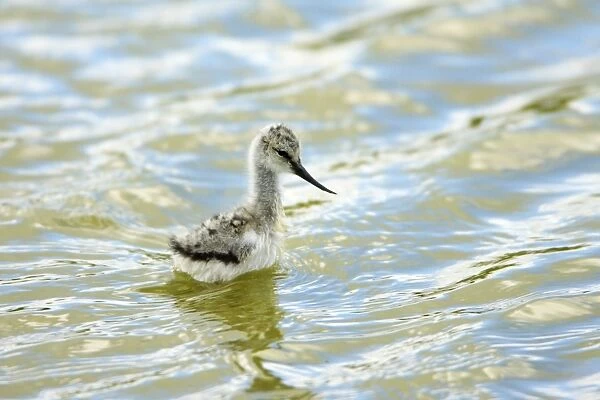 Avocet - chick searching for food, Texel, Holland