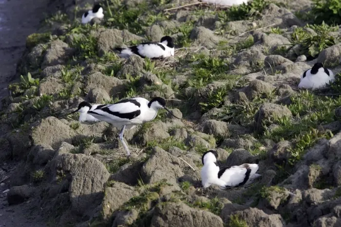 Framed Print : Avocet colony Framed Print : Avocet colony