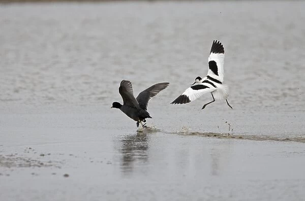 Avocet and Coot (Fulica atra) Avocet chasing off Coot - May - North Norfolk UK