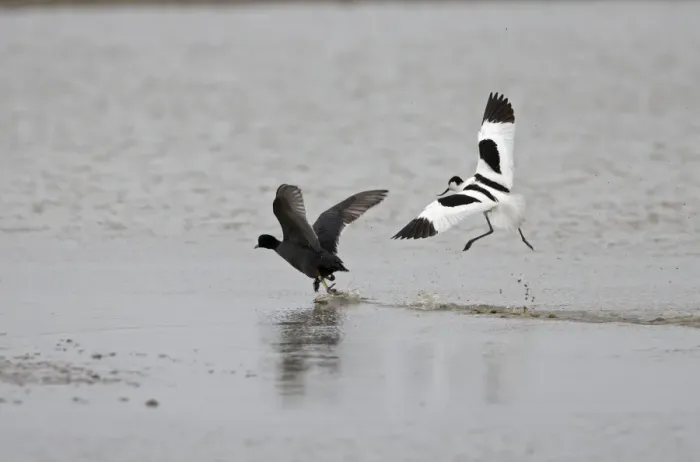 Framed Print : Avocet and Coot (Fulica atra) Avocet chasing off Coot - May - North Norfolk UK Framed Print : Avocet and Coot (Fulica atra) Avocet chasing off Coot - May - North Norfolk UK