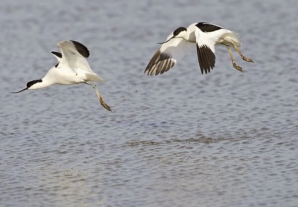 Avocet - courtship chase in flight - Cley - Norfolk - UK 12277