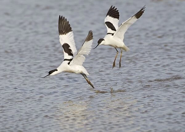 Avocet - courtship chase in flight - Cley - Norfolk - UK 12276