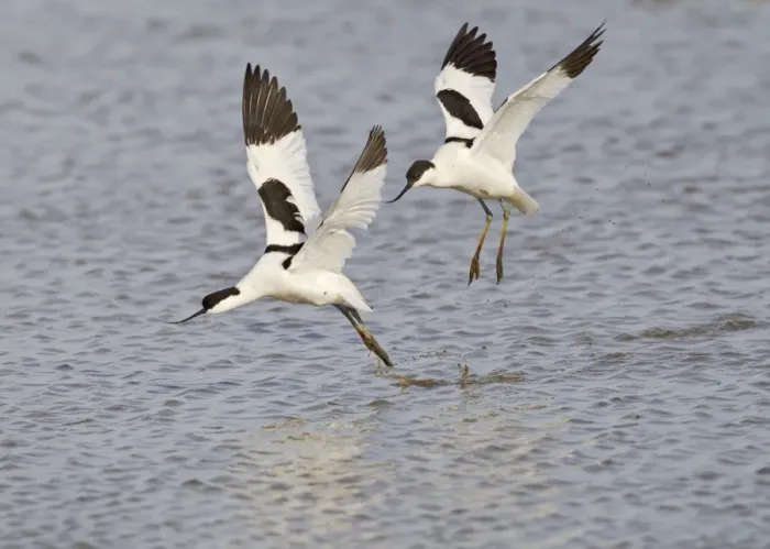 Framed Print : Avocet - courtship chase in flight - Cley - Norfolk - UK 12276