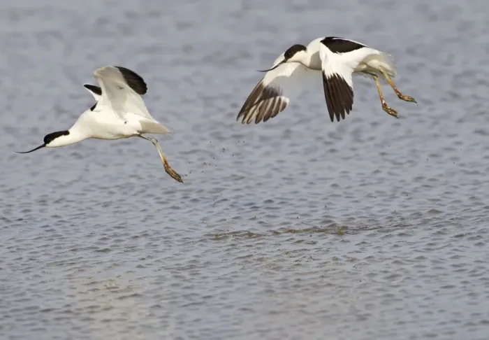 Framed Print : Avocet - courtship chase in flight - Cley - Norfolk - UK 12277 Framed Print : Avocet - courtship chase in flight - Cley - Norfolk - UK 12277