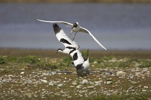 Avocet - defending territory against Black Headed Gulls (Larus ridibundus) Minsmere, Suffolk, UK BI003013